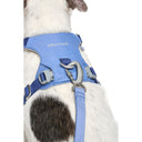 Ardor™ Leash · Blue Stone