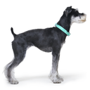 Posy™ Collar · Forest