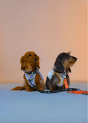 Posy™ Leash · Midnight