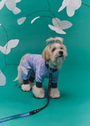 Posy™ Leash · Midnight