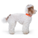 Posy™ Collar · Tanger