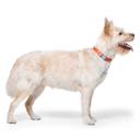 Posy™ Collar · Tanger