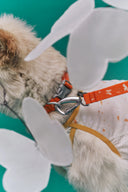 Posy™ Leash · Tanger